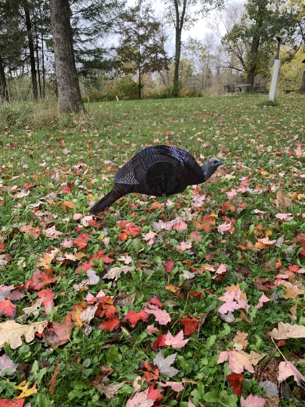 Turkey Dark Hen Decoy "Jen the Hen"