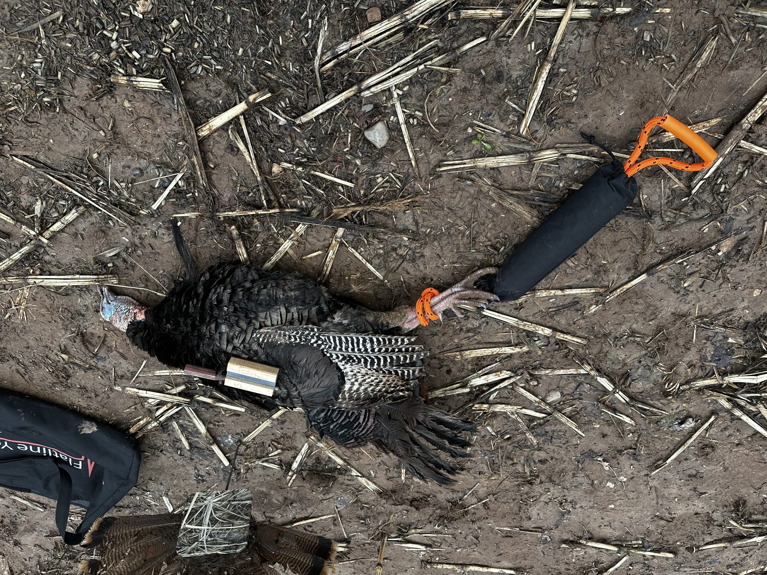 FlatlineYourBird's (Triple T) " TTT" - Image 4