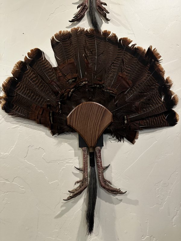 FlatlineYourBird's "Jake's Tail Holder Turkey Fantail Wall Mount Plaque Tear drop Red Oak